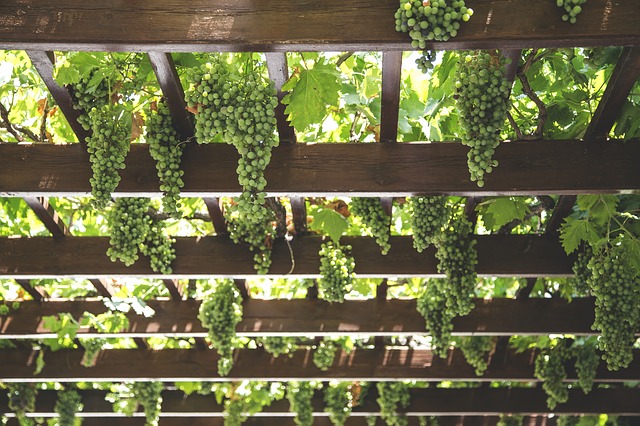 Grapes