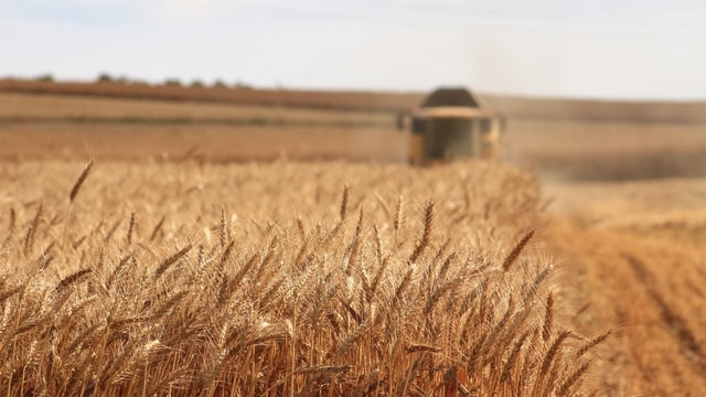wheat